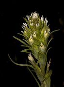 Castilleja attenuata 17-3302